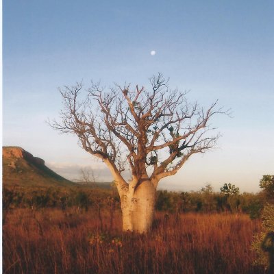 A boab tree in the Kimberley ... the region where Baz Luhrmann's movie Australia was filmed